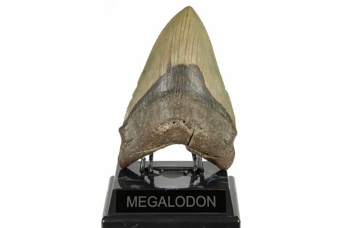 Huge, Fossil Megalodon Tooth - North Carolina #188052